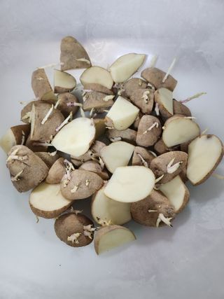 박유순님의 감자 · 영농일지 작성글 사진