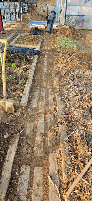 철의여인텃밭님의 마늘 · 영농일지 작성글 사진