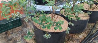 류근택님의 블루베리 · 영농일지 작성글 사진