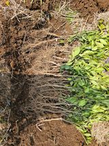 팜모닝 귤·영농일지 게시글 이미지