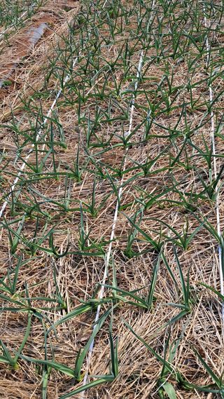 bpjh9173님의 마늘 · 영농일지 작성글 사진