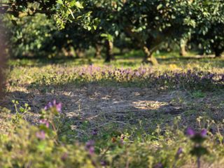 산방자연농원님의 귤 · 영농일지 작성글 사진