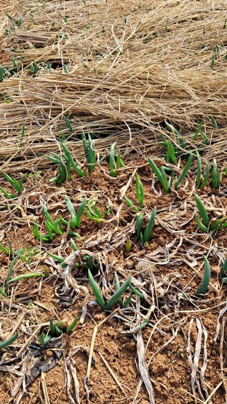 bpjh9173님의 마늘 · 영농일지 작성글 사진