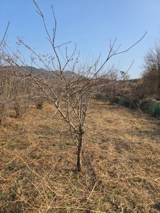 진전님의 벼 · 영농일지 작성글 사진