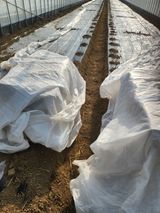 팜모닝 기타작물·영농일지 게시글 이미지