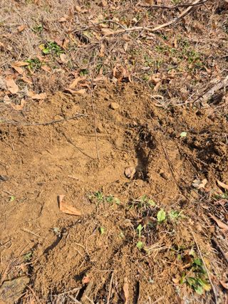 호랑이별님의 기타작물 · 영농일지 작성글 사진