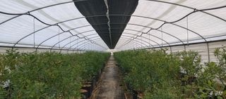 류근택님의 블루베리 · 영농일지 작성글 사진