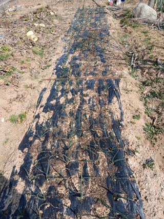 엄기덕님의 양파 · 영농일지 작성글 사진