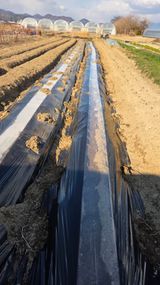 팜모닝 감자·영농일지 게시글 이미지