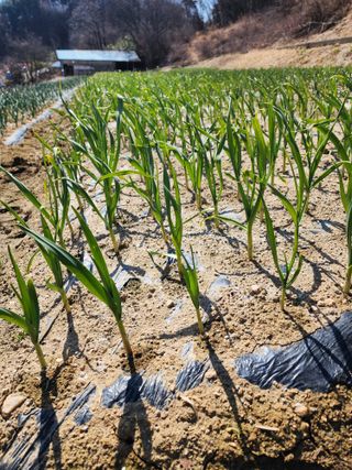 김정기 님의 마늘 · 영농일지 작성글 사진