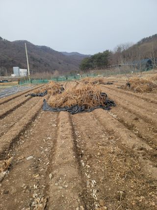 하태훈님의 고추 · 영농일지 작성글 사진