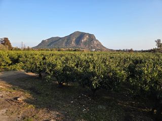 산방자연농원님의 귤 · 영농일지 작성글 사진