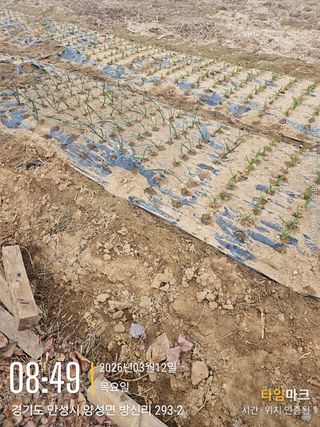 철의여인텃밭님의 마늘 · 영농일지 작성글 사진