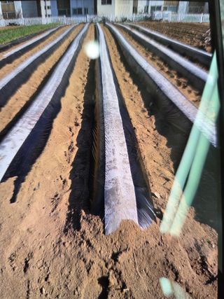 김연숙님의 감자 · 영농일지 작성글 사진