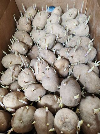 박유순님의 감자 · 영농일지 작성글 사진