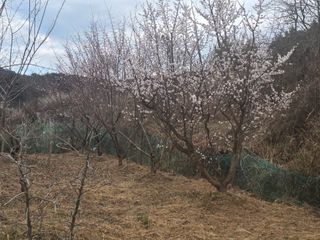 진전님의 기타작물 · 영농일지 작성글 사진