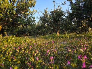 산방자연농원님의 귤 · 영농일지 작성글 사진