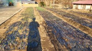 고춘석(고랑과이랑)님의 마늘 · 영농일지 작성글 사진