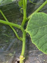 팜모닝 호박·영농일지 게시글 이미지