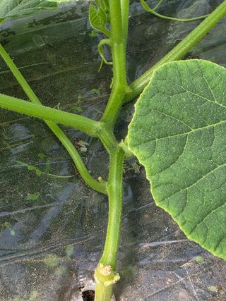 빛그린 김용화님의 호박 · 영농일지 작성글 사진