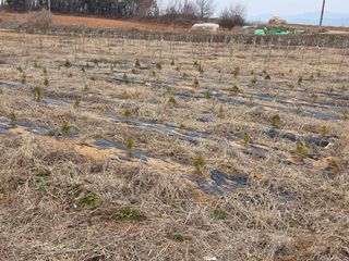 들깨19419님의 매실 · 영농일지 작성글 사진