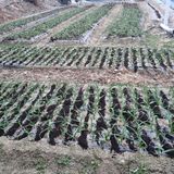 팜모닝 마늘·영농일지 게시글 이미지