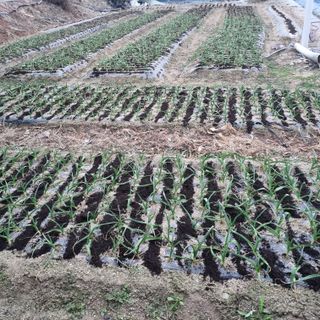 오학봉(멀티팜)님의 마늘 · 영농일지 작성글 사진