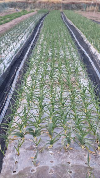 김동명님의 마늘 · 영농일지 작성글 사진