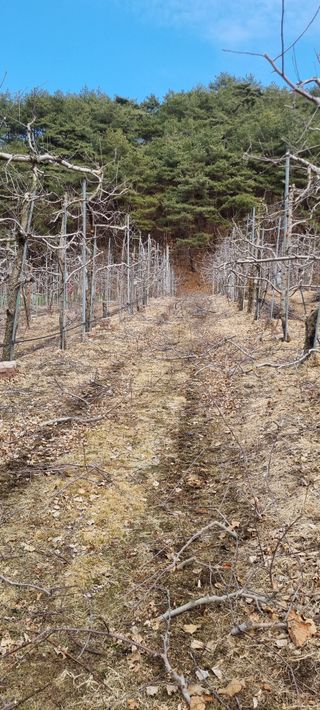 김은희님의 사과 · 영농일지 작성글 사진
