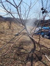 팜모닝 복숭아·영농일지 게시글 이미지