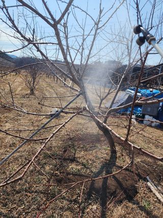 박병한님의 복숭아 · 영농일지 작성글 사진