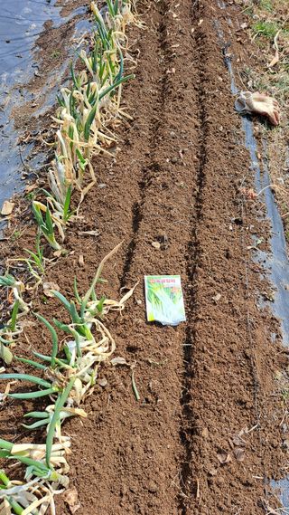 주윤발이님의 파 · 영농일지 작성글 사진