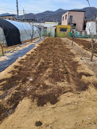 구강회님의 감자 · 영농일지 작성글 사진