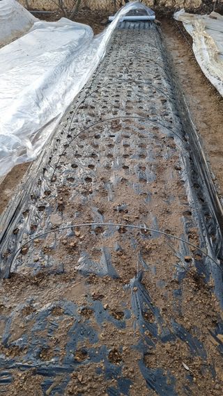 김지철님의 파 · 영농일지 작성글 사진