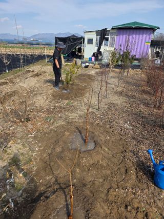 늘푸른 농장주님의 기타작물 · 영농일지 작성글 사진