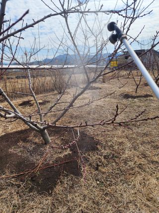 박병한님의 복숭아 · 영농일지 작성글 사진