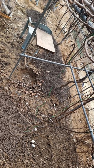 권혁렬님의 고추 · 영농일지 작성글 사진