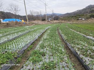 슈퍼땅콘님의 마늘 · 영농일지 작성글 사진