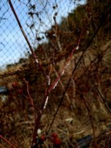 팜모닝 블루베리·영농일지 게시글 이미지