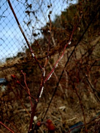 황인근님의 블루베리 · 영농일지 작성글 사진