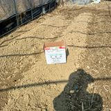 팜모닝 감자·영농일지 게시글 이미지