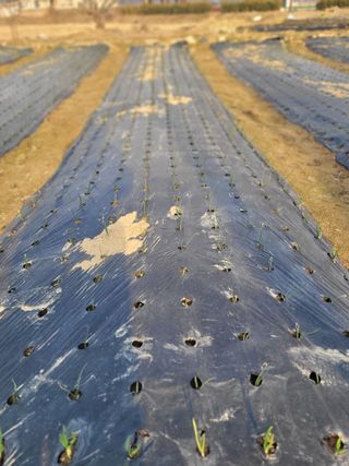 김춘성님의 기타작물 · 영농일지 작성글 사진