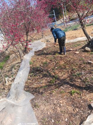 최연태님의 기타작물 · 영농일지 작성글 사진