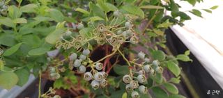 류근택님의 블루베리 · 영농일지 작성글 사진