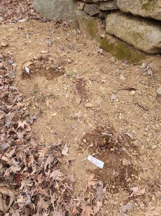 석이아빠님의 기타작물 · 영농일지 작성글 사진