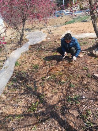 최연태님의 기타작물 · 영농일지 작성글 사진