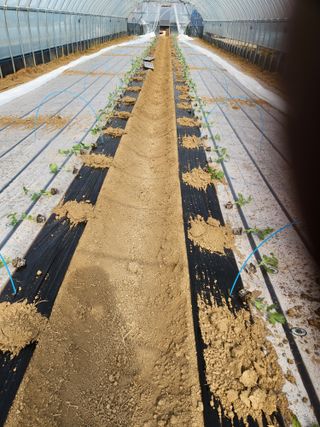 김저팔계님의 기타작물 · 영농일지 작성글 사진