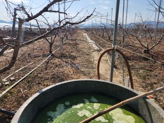 꿀복이농장님의 복숭아 · 영농일지 작성글 사진