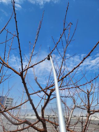 박병한님의 복숭아 · 영농일지 작성글 사진