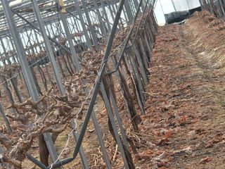 잘살아보세님의 포도 · 영농일지 작성글 사진